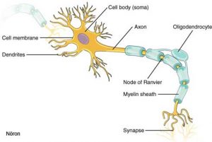 1206-the-neuron