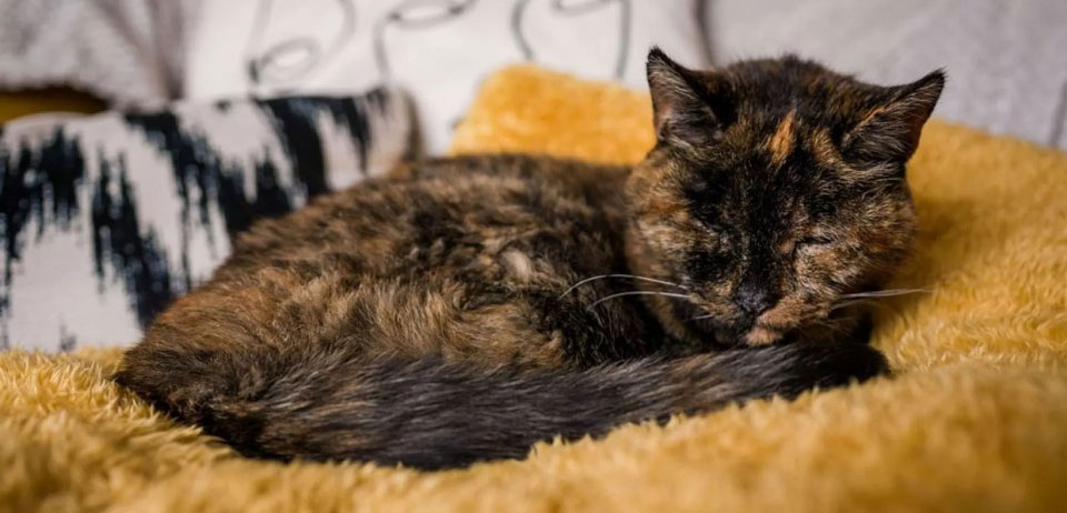 Dünyanın yaşayan en yaşlı kedisi Flossie, Guinness Rekorlar Kitabı'na girdi