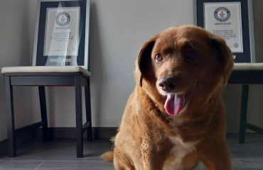 Dünyanın en yaşlı köpeği’ Bobi dolandırıcılıktan soruşturuluyor Dünyanın en yaşlı köpeği' Bobi dolandırıcılıktan soruşturuluyor