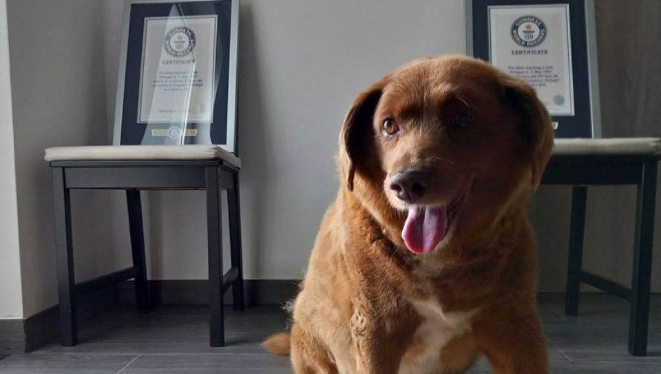 Dünyanın en yaşlı köpeği' Bobi dolandırıcılıktan soruşturuluyor