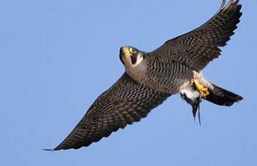 26935_peregrine-falcon-2262