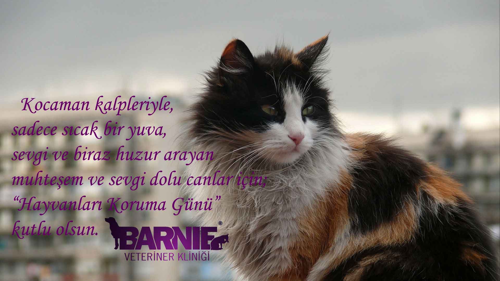 2kedi-hayvanları-koruma-günü