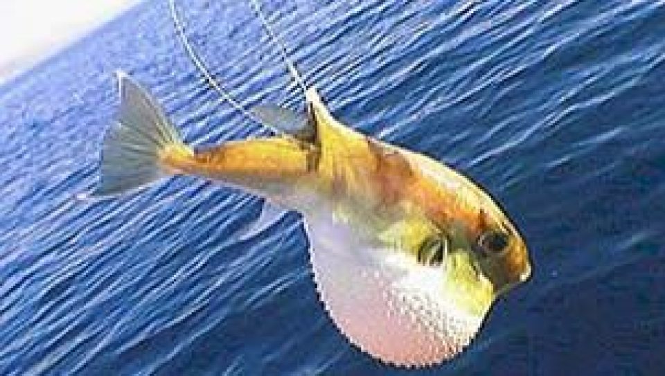Balon Balığı