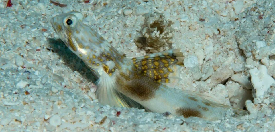 E5swXe6opEGcdumhKNHcEQ