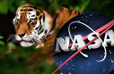 NASA Dünya'ya indi: Nesli tehlike altındaki hayvanları izliyor