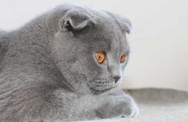 Scottish_Fold_cat