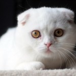 White-Scottish-Fold