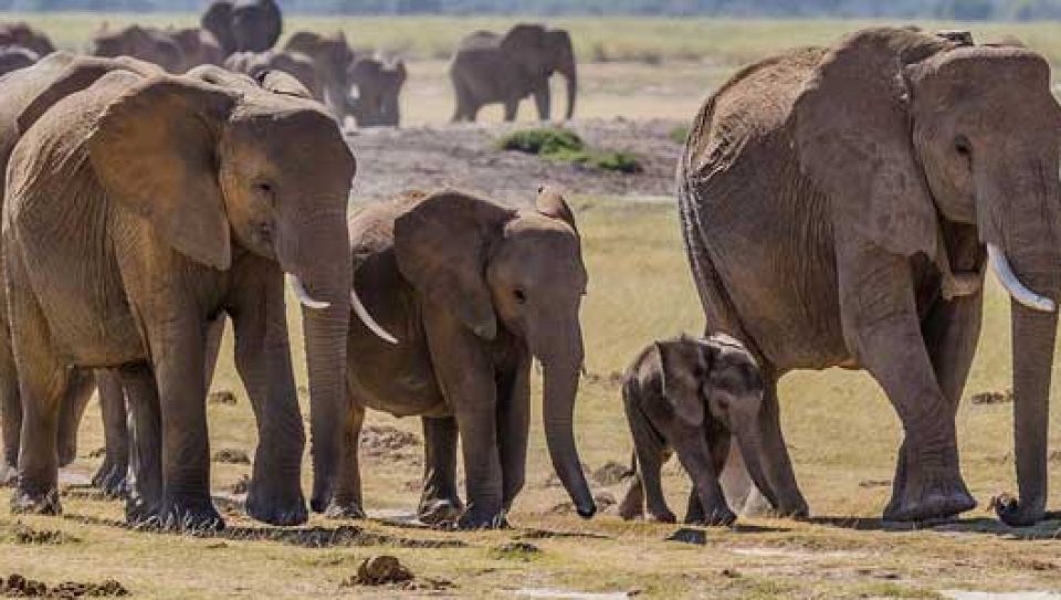 african-elephants