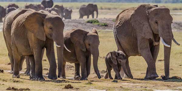 african-elephants