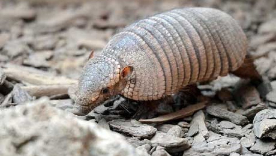 armadillo