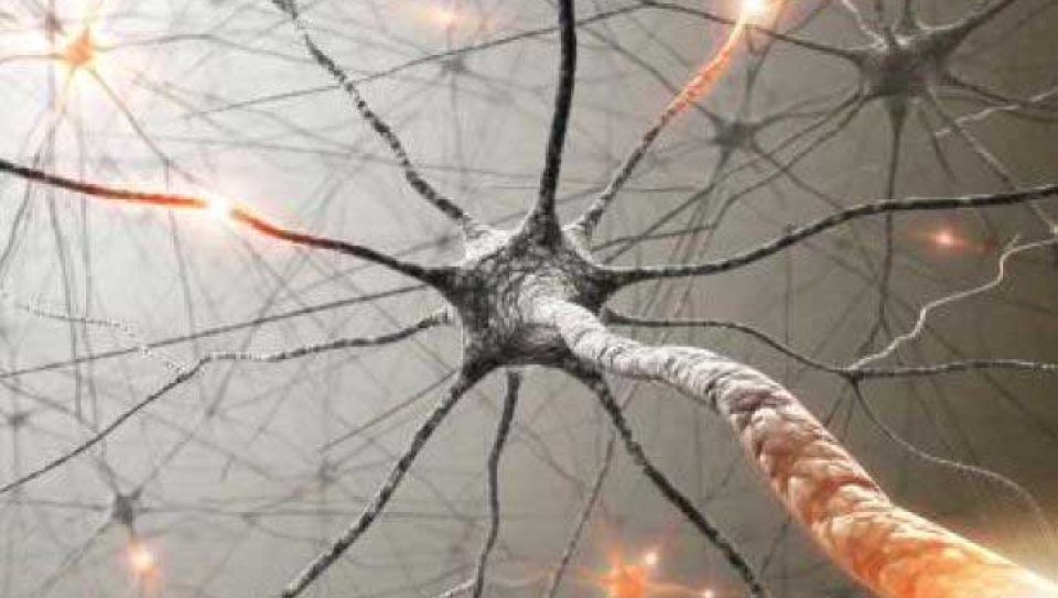 axon