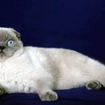blue point