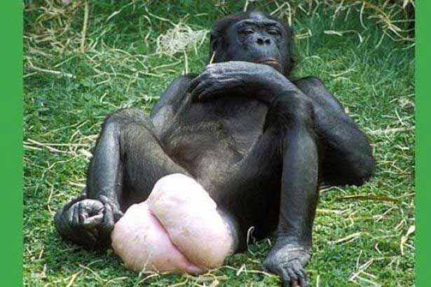 bonobo