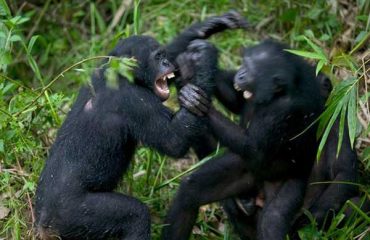 bonobo