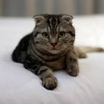 brown tabby