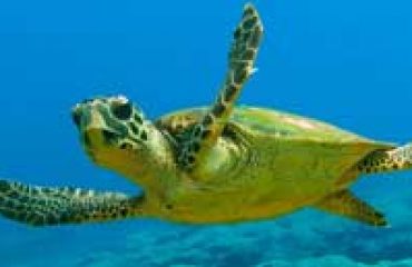 caretta