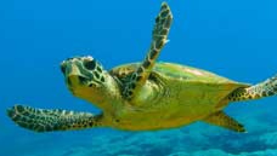 caretta