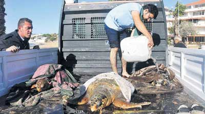 caretta-lodos-vurdu