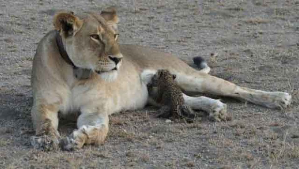 disi-aslan-leopar-yavrusunu-evlat-edindi-9834752_668_o