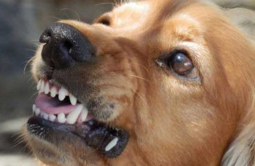 dog-329280_960_720