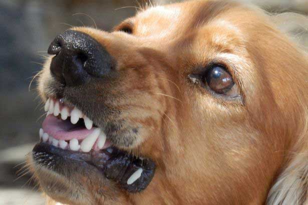 dog-329280_960_720