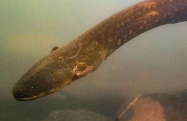 eel