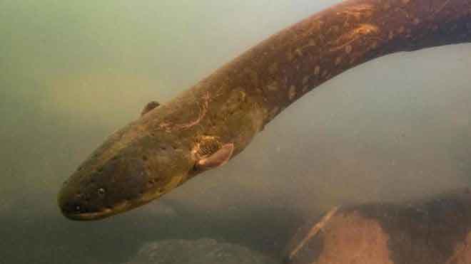 eel