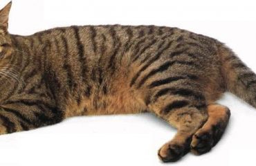 gatto_europeo05