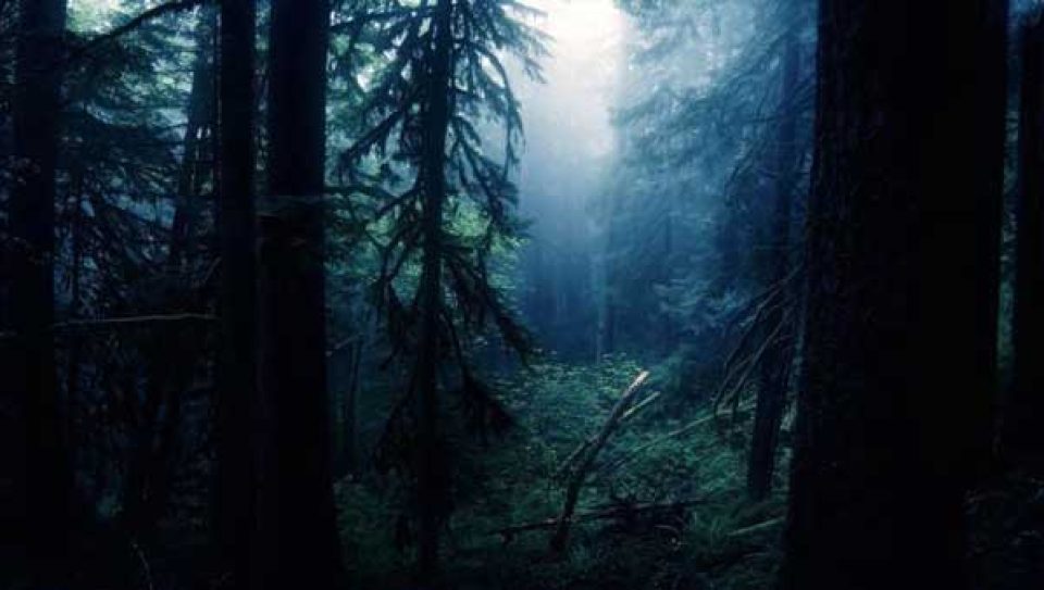 gece-agac
