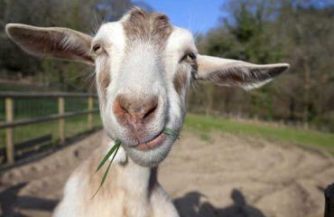 goatssly