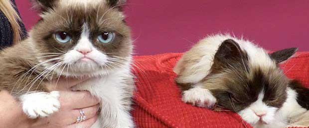 grumpy-cat