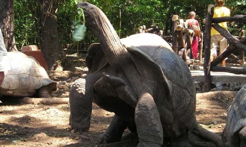 kaplumbaga