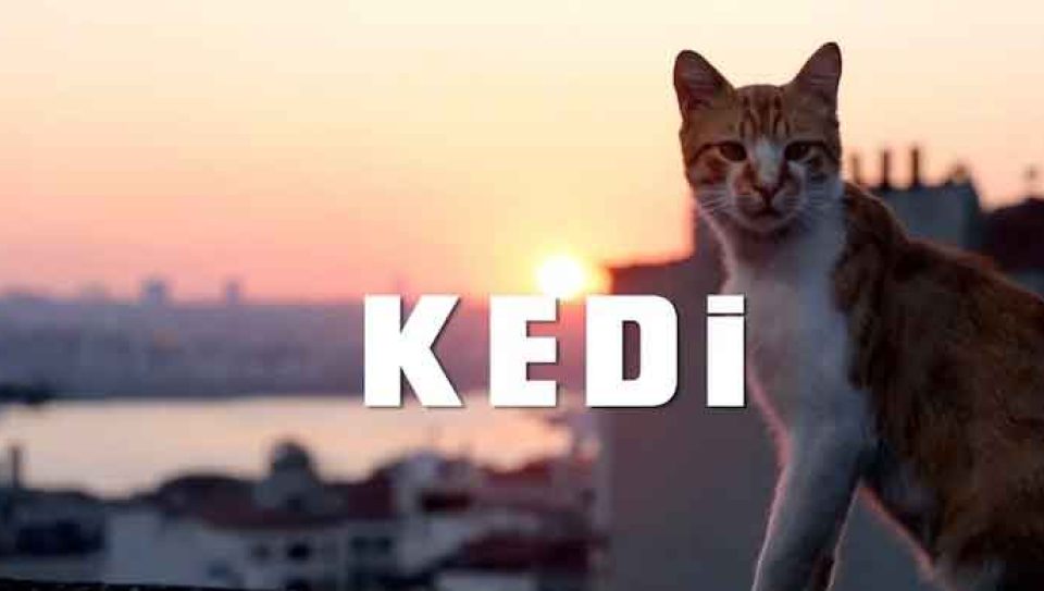 kedi