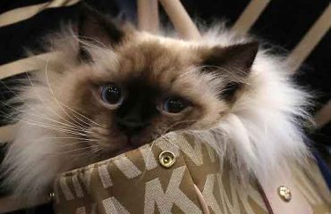 kedi