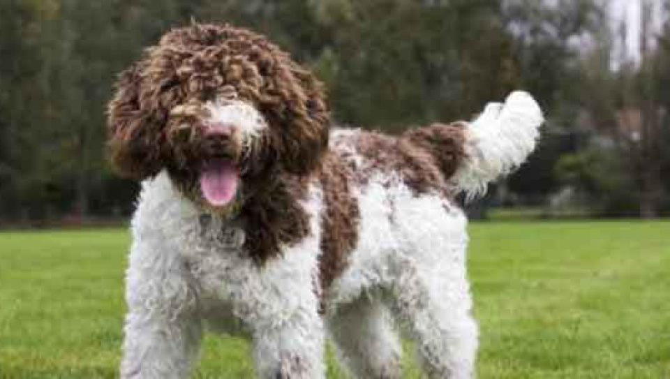 köpek