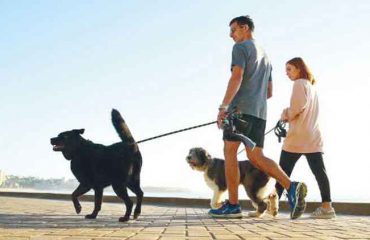 köpek-gezdirme