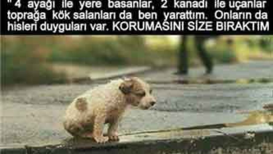 köpek2