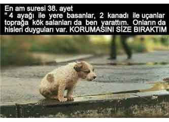 köpek2