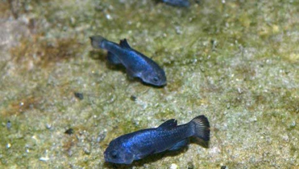 large_article_devils_hole_pupfish