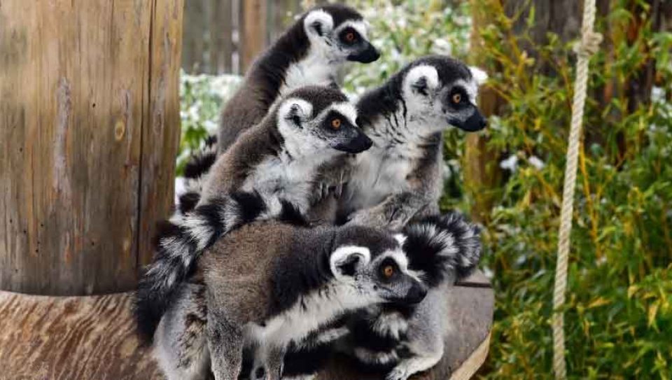 lemur