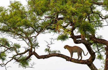 leopar