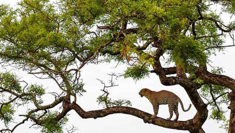 leopar