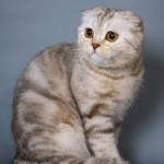 lilac tabby