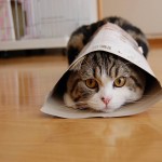 maru4