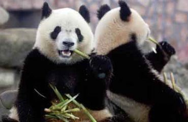 panda