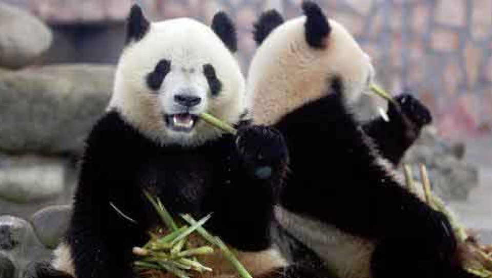 panda