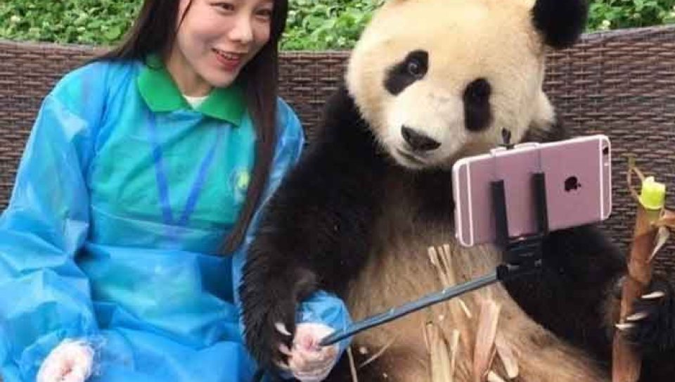 panda-selfie