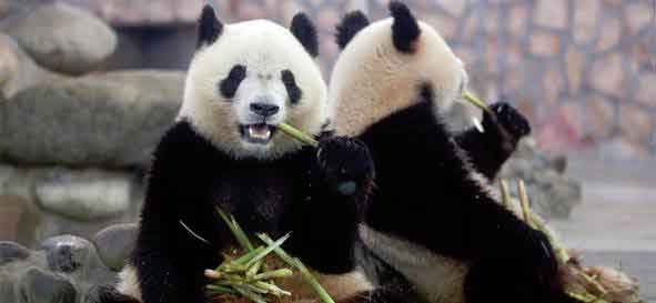 panda