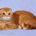 red tabby