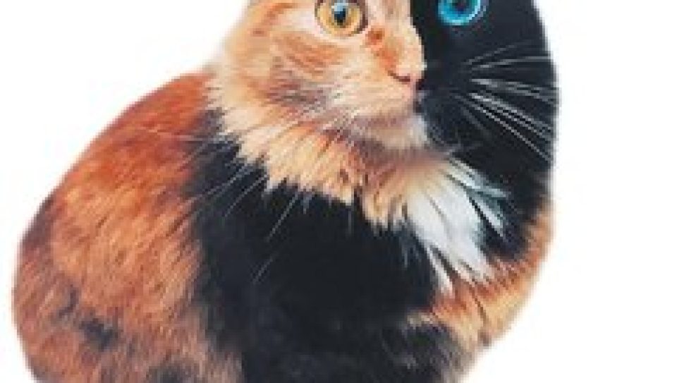 tablo gibi kedi